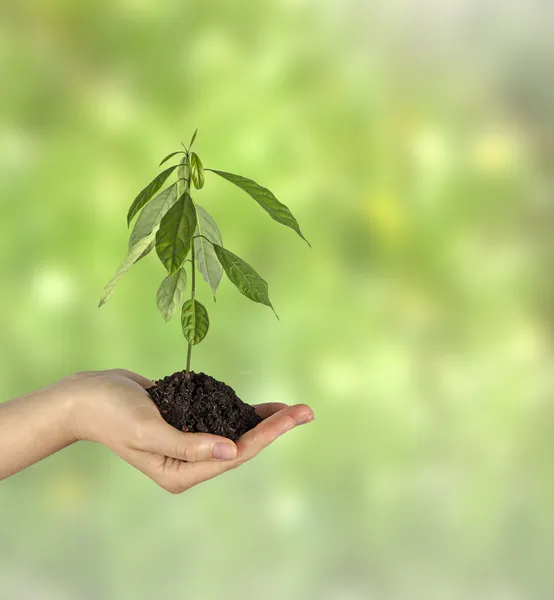 Avokado planta i handen som en gåva av jordbruk — Stockfoto