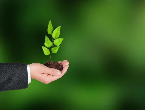 Sapling in hands — Stock Photo, Image