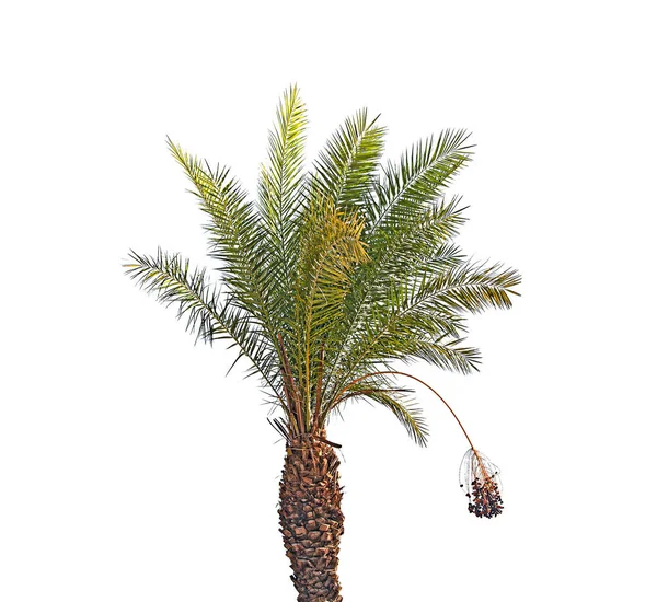 Palmera Aislada Sobre Fondo Blanco — Foto de Stock