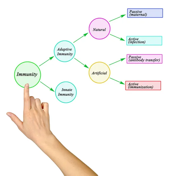 Cuatro Tipos Inmunidad Humana — Foto de Stock