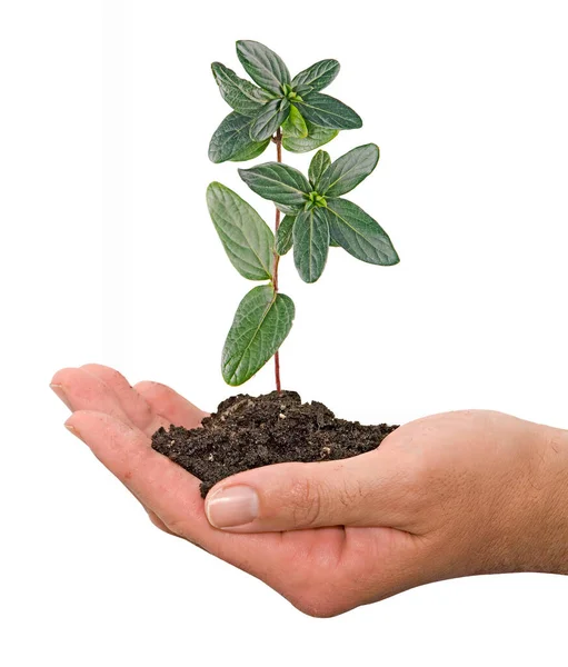 Primer Plano Sapling Mano — Foto de Stock