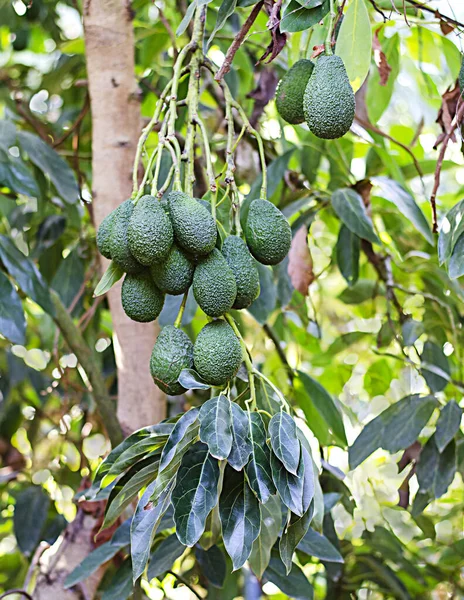 Sluiten Van Branch Van Avocado — Stockfoto