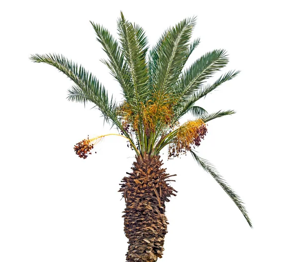 Palmera Aislada Sobre Fondo Blanco — Foto de Stock