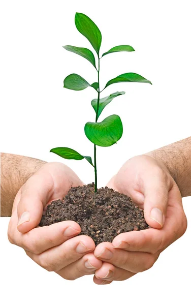 Close Sapling Hand — Stock Photo, Image