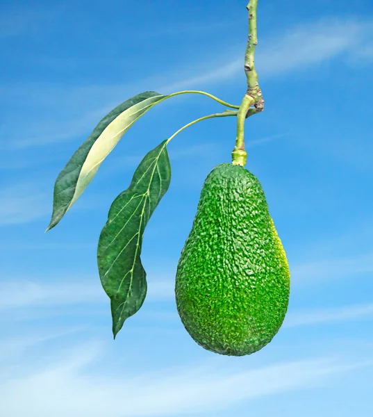 Ветвь Авокадо Фруктами — стоковое фото
