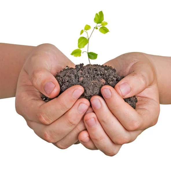 Close Sapling Hand — Stock Photo, Image