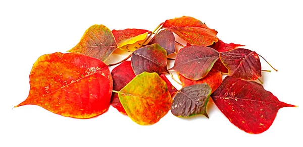 Filial Med Färgglada Blad Hösten — Stockfoto