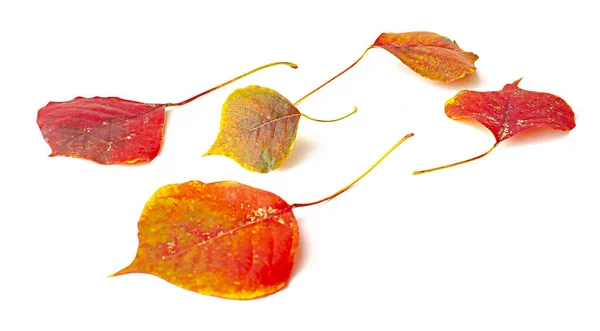 Tak Met Kleurrijke Bladeren Herfst — Stockfoto