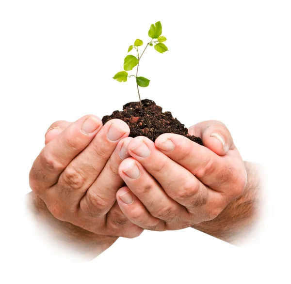 Close Sapling Hand — Stock Photo, Image