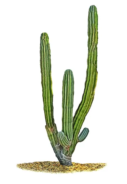 Cactus Geïsoleerd Witte Achtergrond — Stockfoto