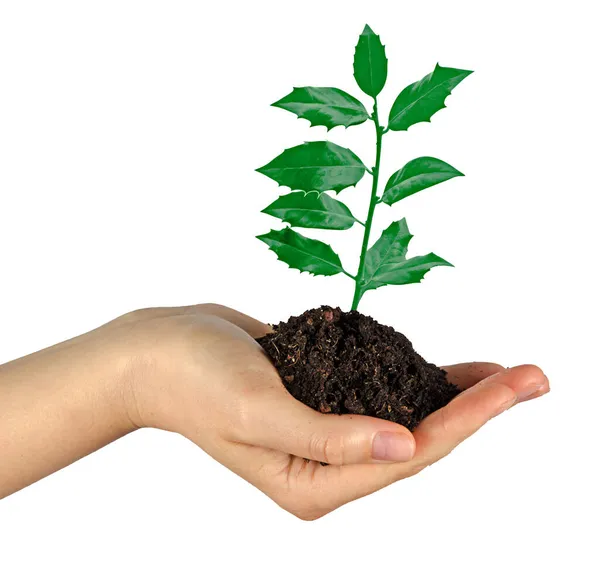 Close Sapling Hand — Stock Photo, Image