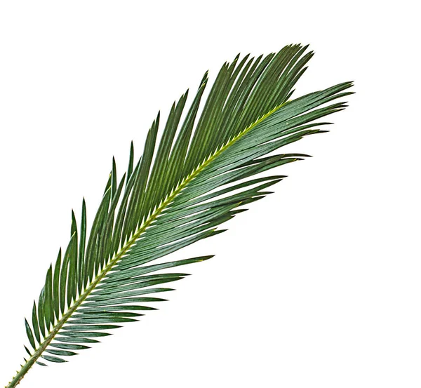 Palmblatt Isoliert Auf Weißem Hintergrund — Stockfoto