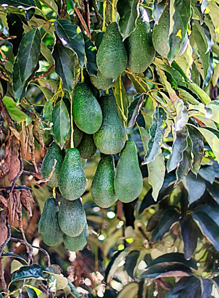 Sluiten Van Branch Van Avocado — Stockfoto