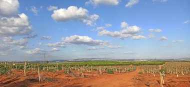 İsrail Çiftliğinde Avokado ağaçları