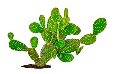 Opuntia kaktüsünü kapatın. 