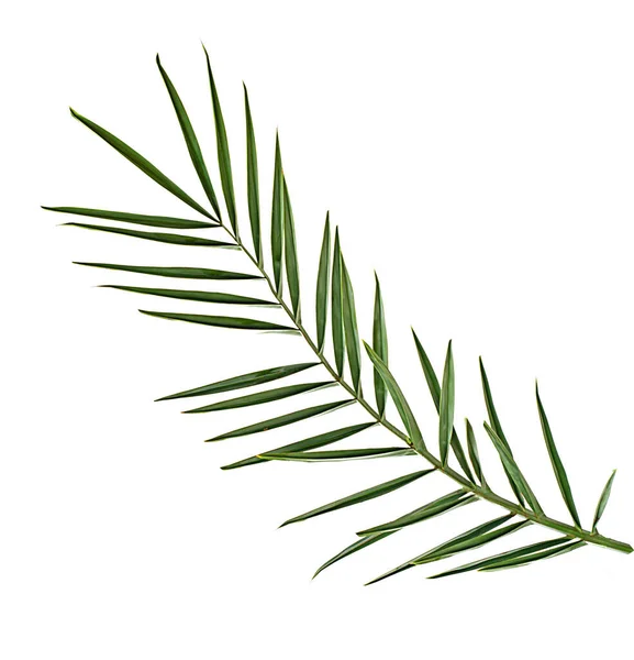 Palmblatt Isoliert Auf Weißem Hintergrund — Stockfoto