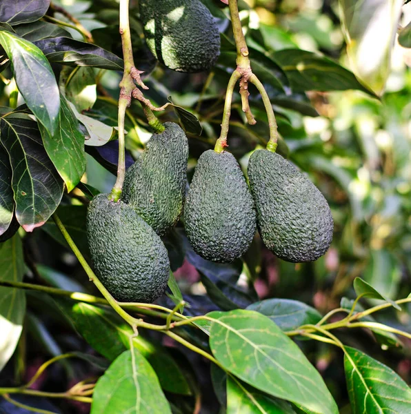 Close Branch Avocado — Stock Photo, Image