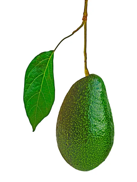 Primo Piano Avocado Isolato Sfondo Bianco — Foto Stock