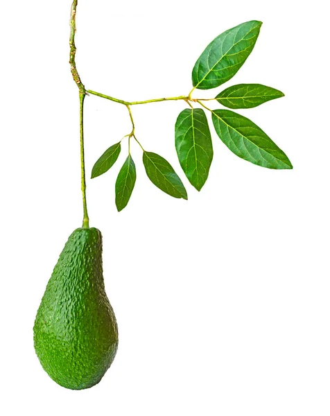 Primer Plano Aguacate Aislado Sobre Fondo Blanco — Foto de Stock