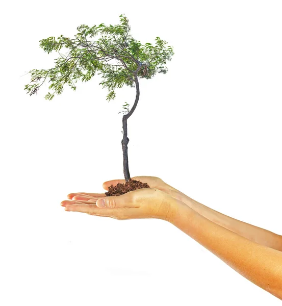 Albero Mano Come Dono — Foto Stock