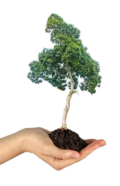 Árvore Mãos Como Presente — Fotografia de Stock