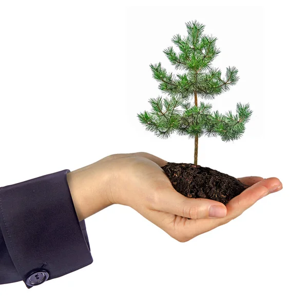 Pine Tree Female Hand — Stock Photo, Image