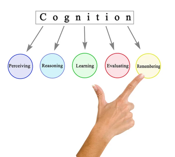 Presentamos Cinco Componentes Cognición —  Fotos de Stock