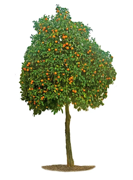 Citrusträd Vit Bakgrund — Stockfoto