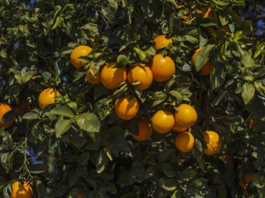 Dal üzerinde olgun portakalları kapat