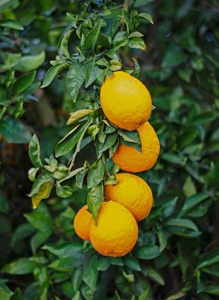 Primer Plano Naranjas Maduras Rama — Foto de Stock