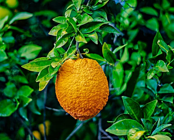 Gros Plan Des Oranges Mûres Sur Branche — Photo