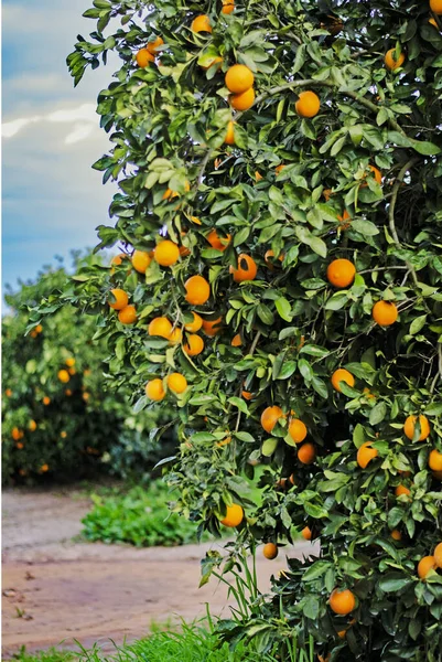 Close Van Rijpe Sinaasappels Tak — Stockfoto