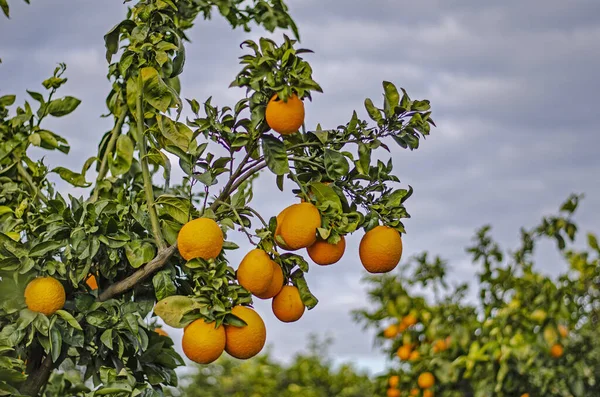 Close Van Rijpe Sinaasappels Tak — Stockfoto