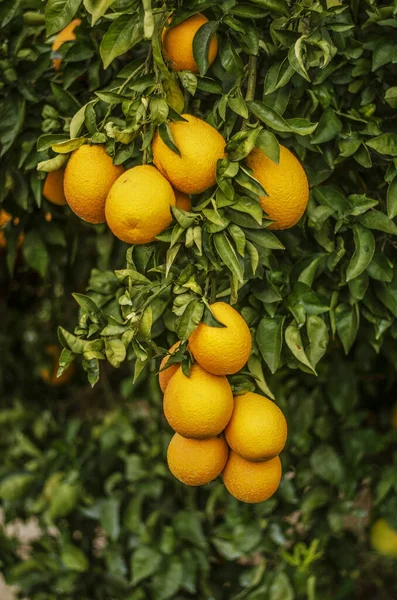 Gros Plan Des Oranges Mûres Sur Branche — Photo