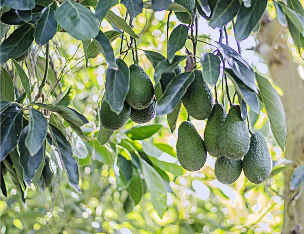 Närbild Grenen Avokado — Stockfoto