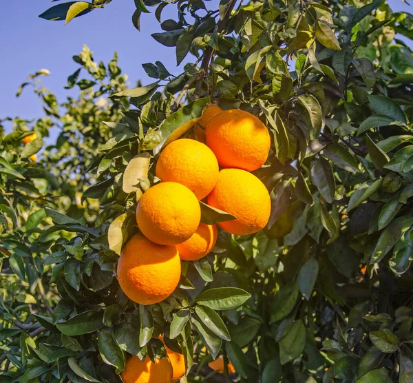 Gros Plan Des Oranges Mûres Sur Branche — Photo