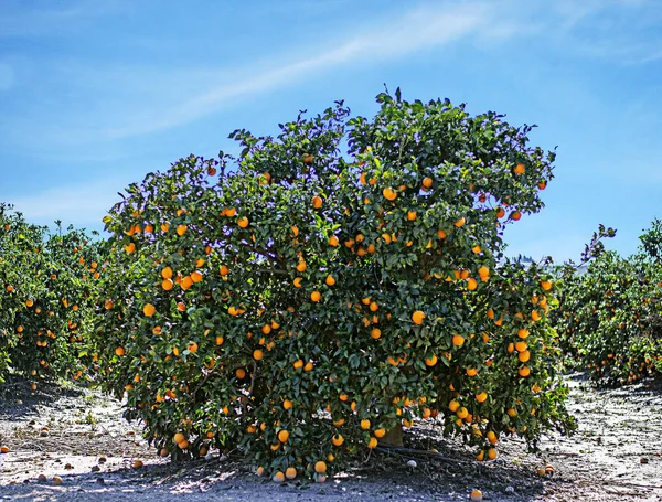 Nahaufnahme Von Reifen Orangen Baum — Stockfoto