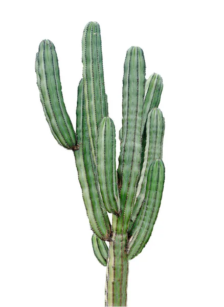 Cactus Aislado Sobre Fondo Blanco — Foto de Stock