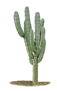Kaktüs beyaz arkaplanda izole