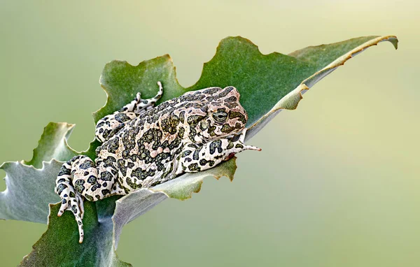 Toad Leaf Kapat — Stok fotoğraf