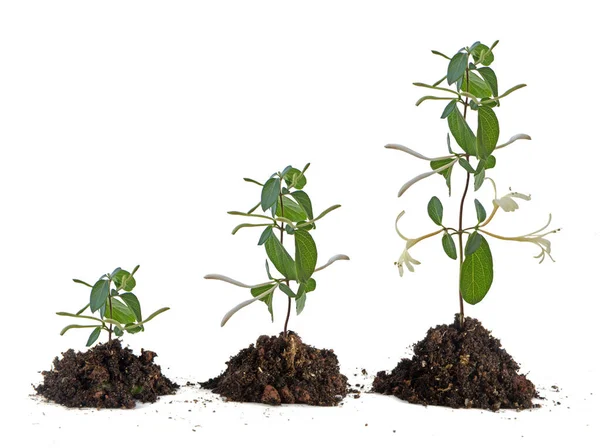 Drei Pflanzen Wachsen Boden — Stockfoto