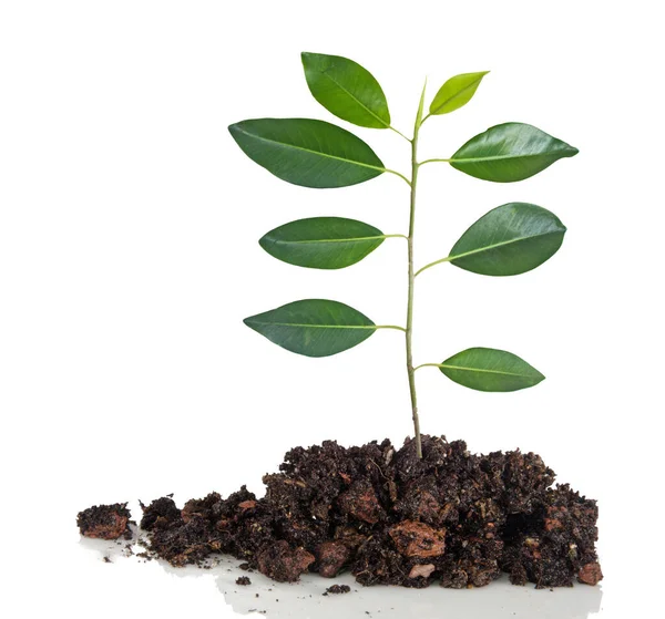 Close Sapling Isolated White Background — Stock Photo, Image