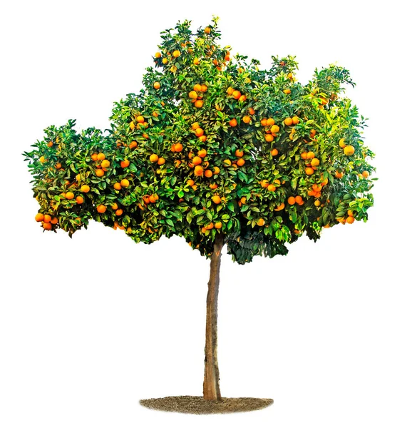 Orange Träd Vit Bakgrund — Stockfoto