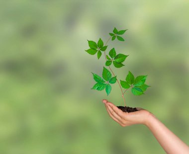 Eldeki topraktan fidan büyüyen