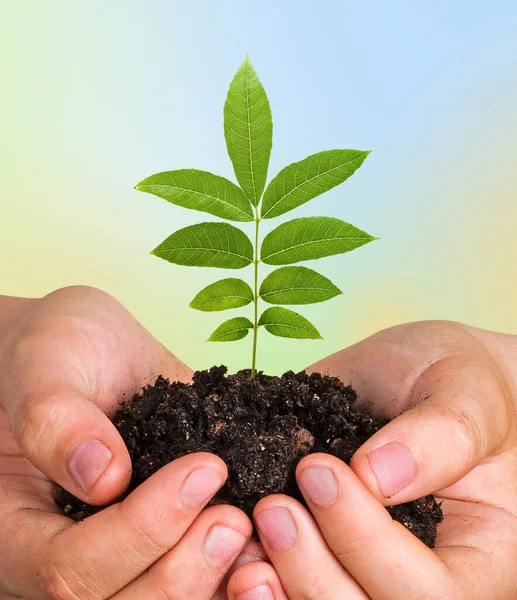 Sapling Growngro Från Jord Handen — Stockfoto