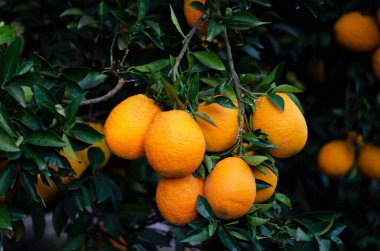 Dal üzerinde olgun portakalları kapat