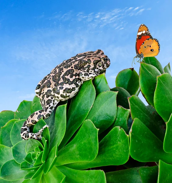 Nahaufnahme Von Kröte Auf Blatt — Stockfoto