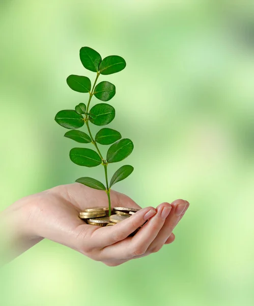 Investing Green Business — Stock Photo, Image
