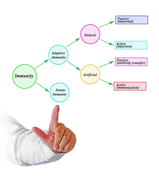 Four Types of Human Immunity