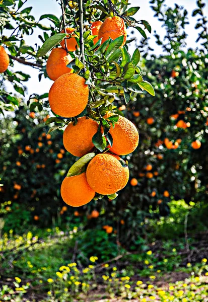 Avvicinamento Delle Arance Mature Sul Ramo — Foto Stock